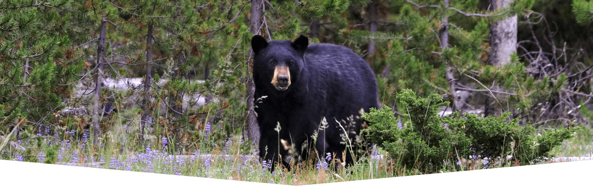 entete ours noir